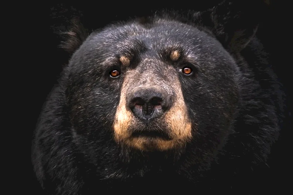 Grizzly and brown bear