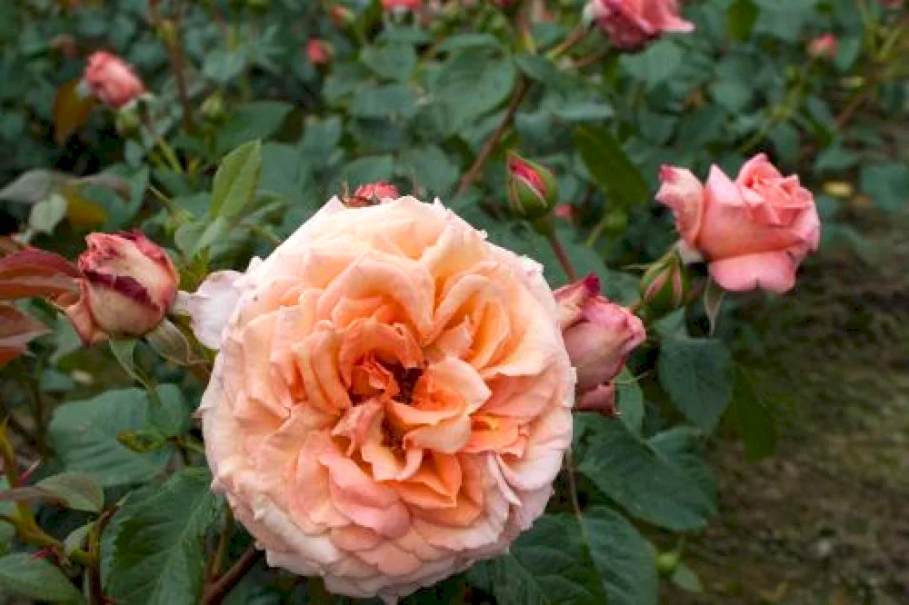 Barock Rosa Barock