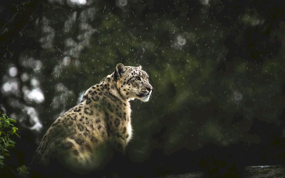 Bars and leopard