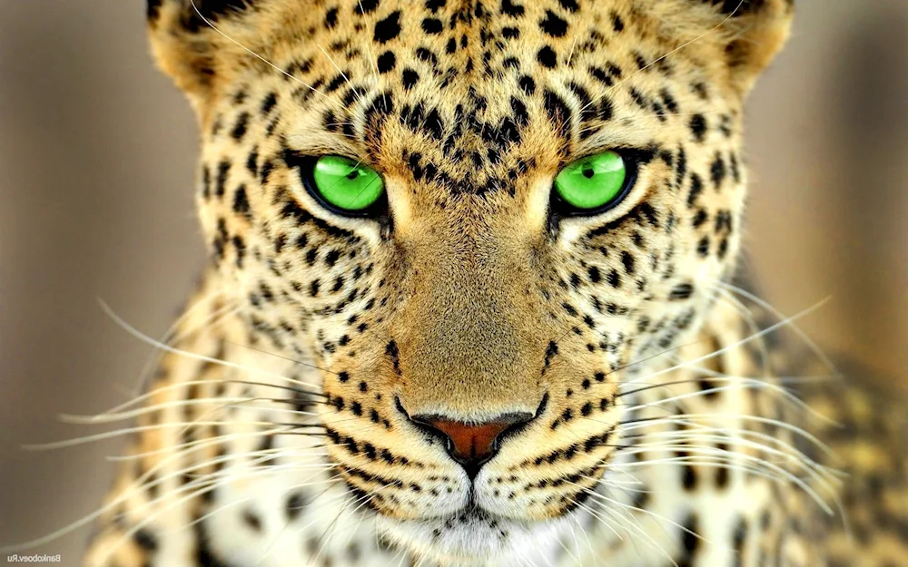 Bars Leopard Cheetah