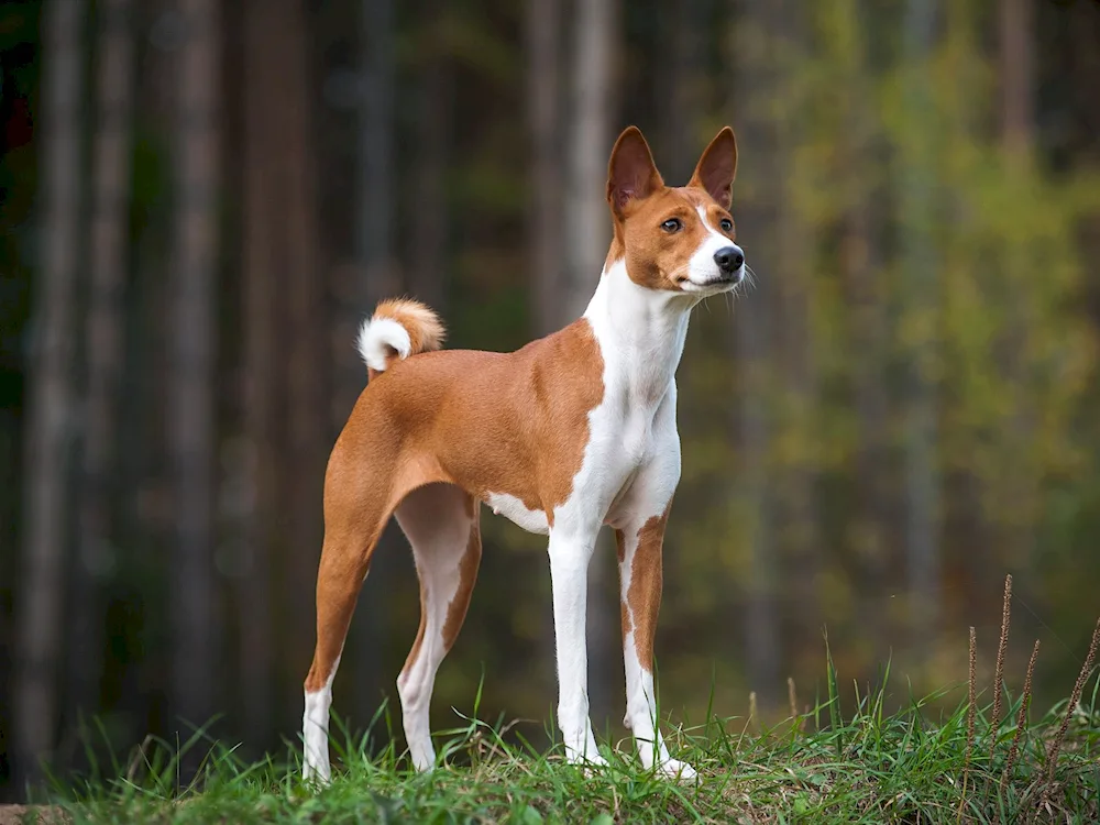 Entlebucher Sennenhund