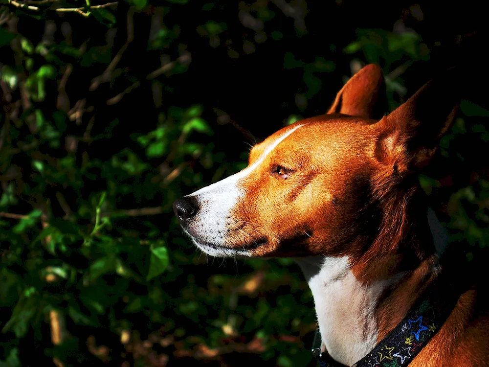 Dingo shorthaired sheepdog