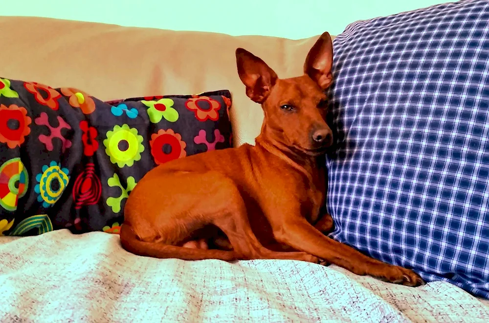 Basenji and Zwergpinscher