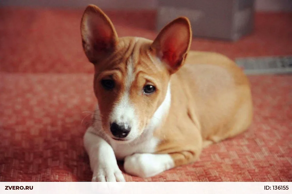 Basenji terrier