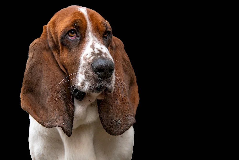 Basset hound