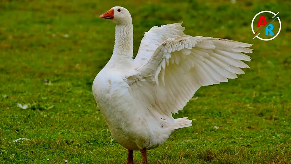 Bashkirian Goose