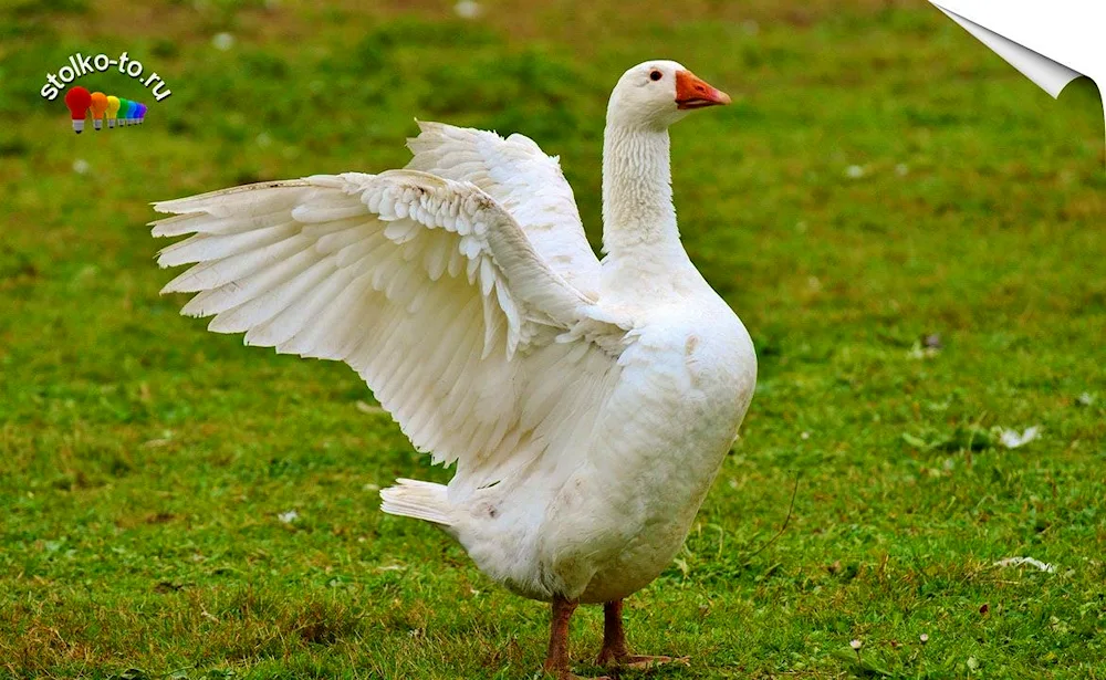 Geese in a tree