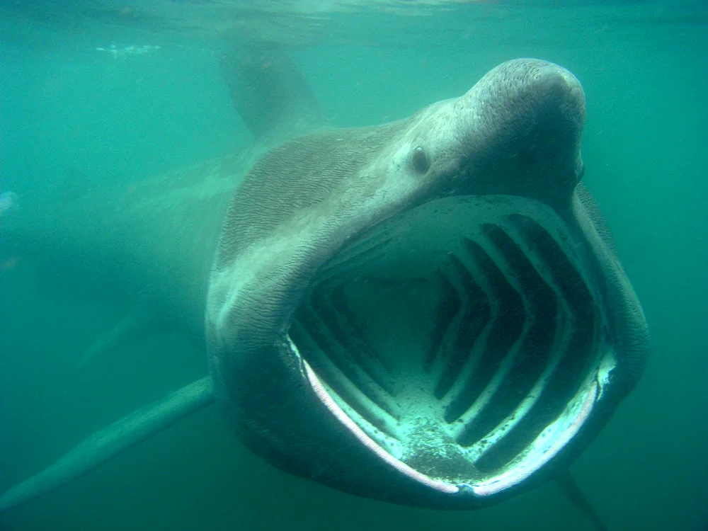 Basking Shark