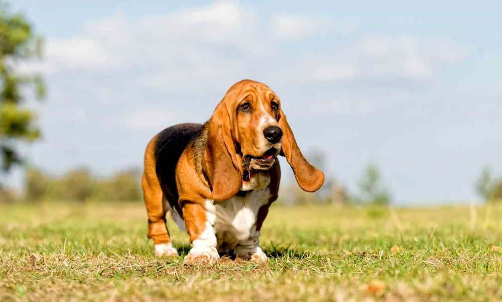 Basset