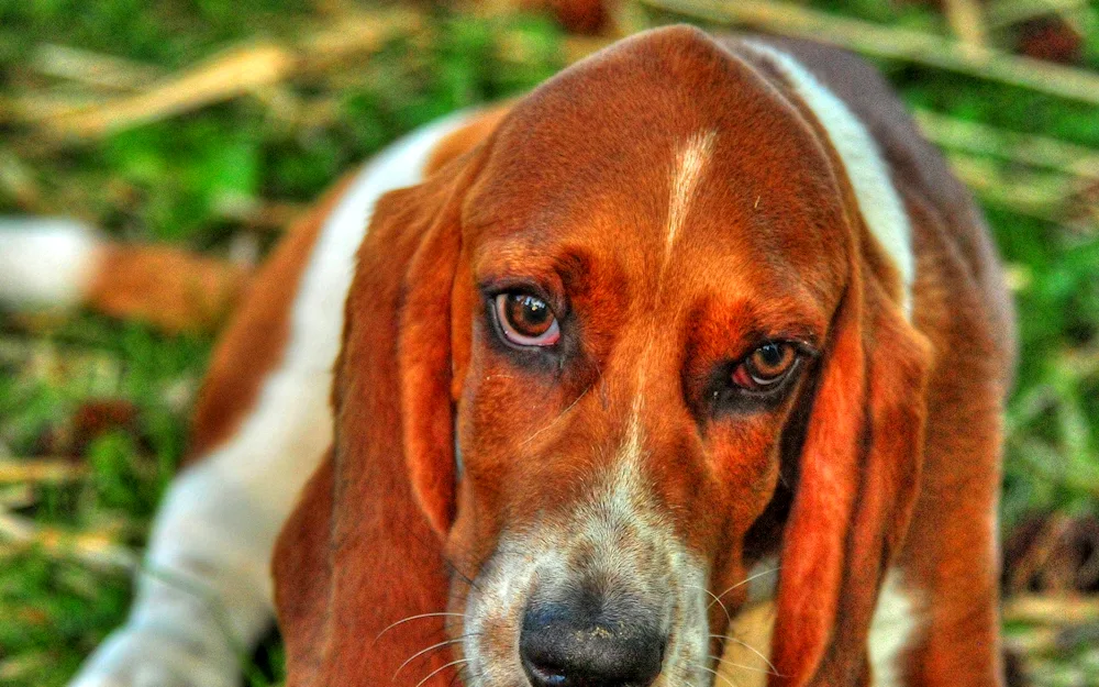 Basset Artoisian-Norman Basset