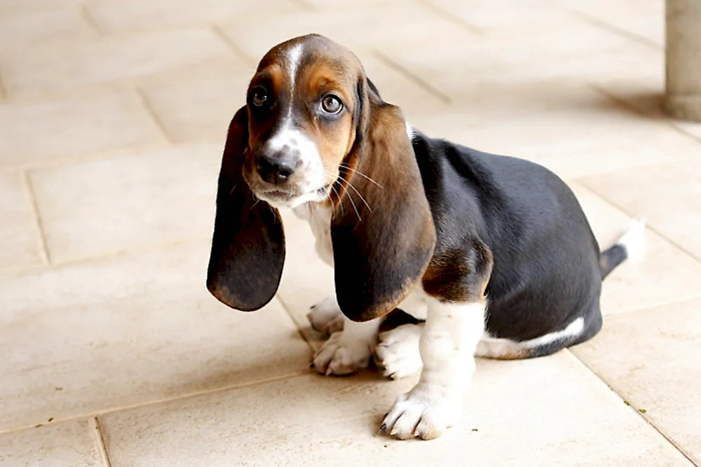 Basset hound