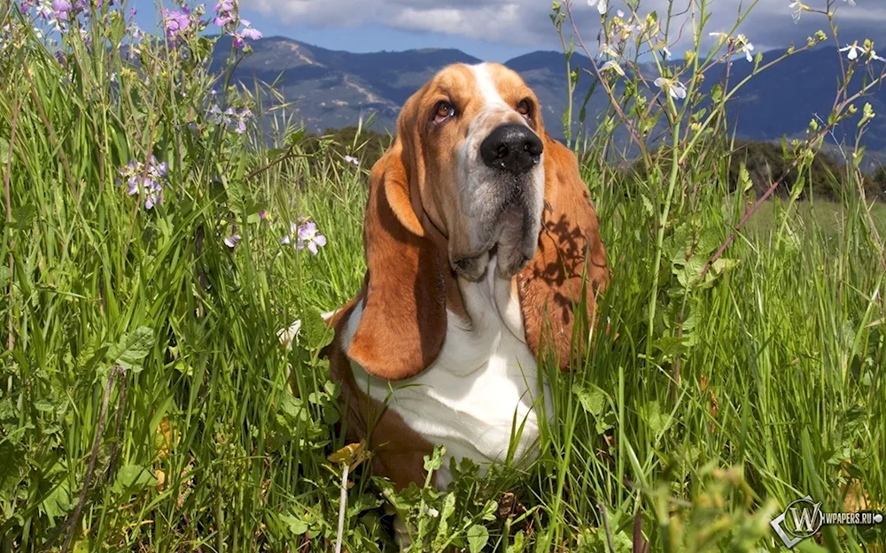 Basset hound