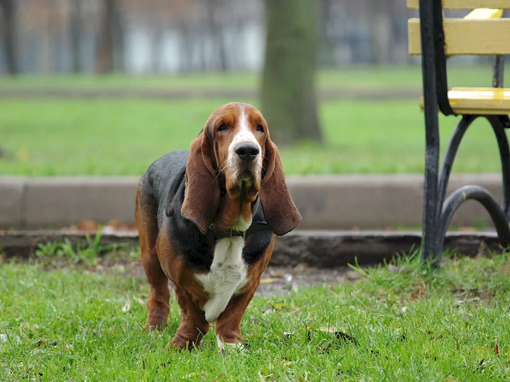 Basset hound