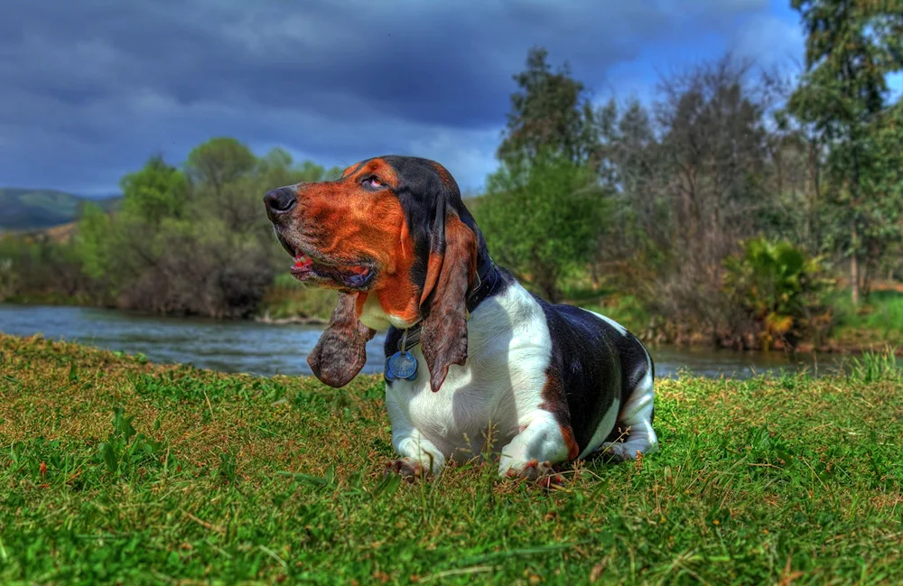 Basset hound