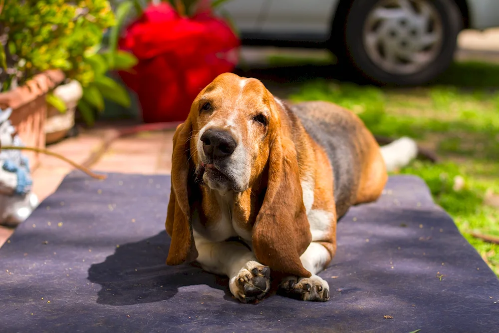 Basset hound