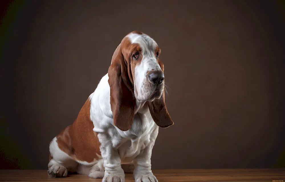 Basset hound