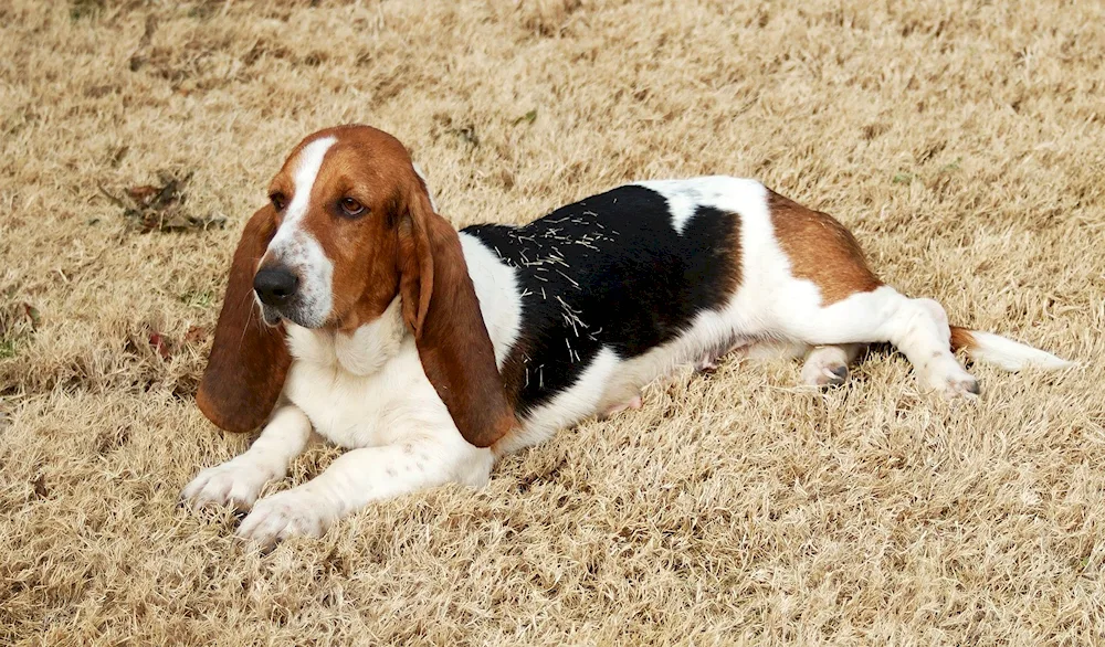 Basset hound puppy