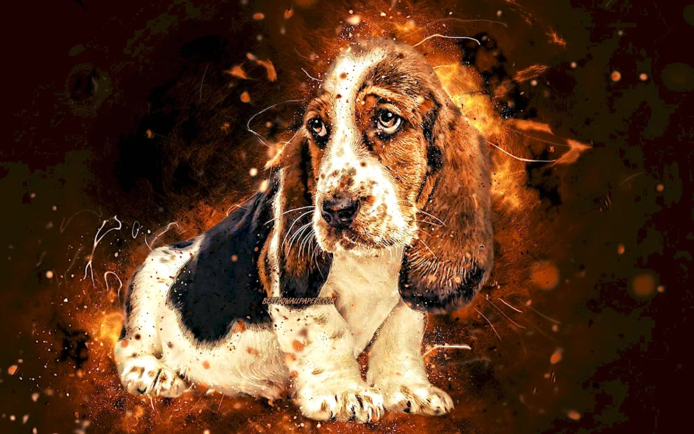 Basset hound