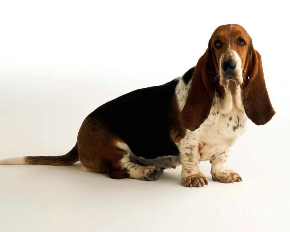 Basset hound