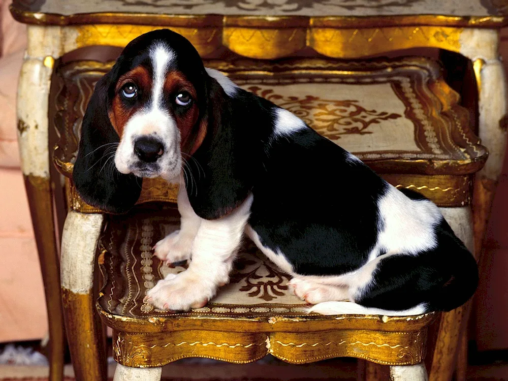 Basset hound