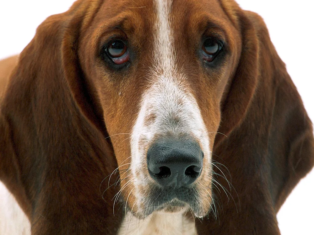 Basset hound