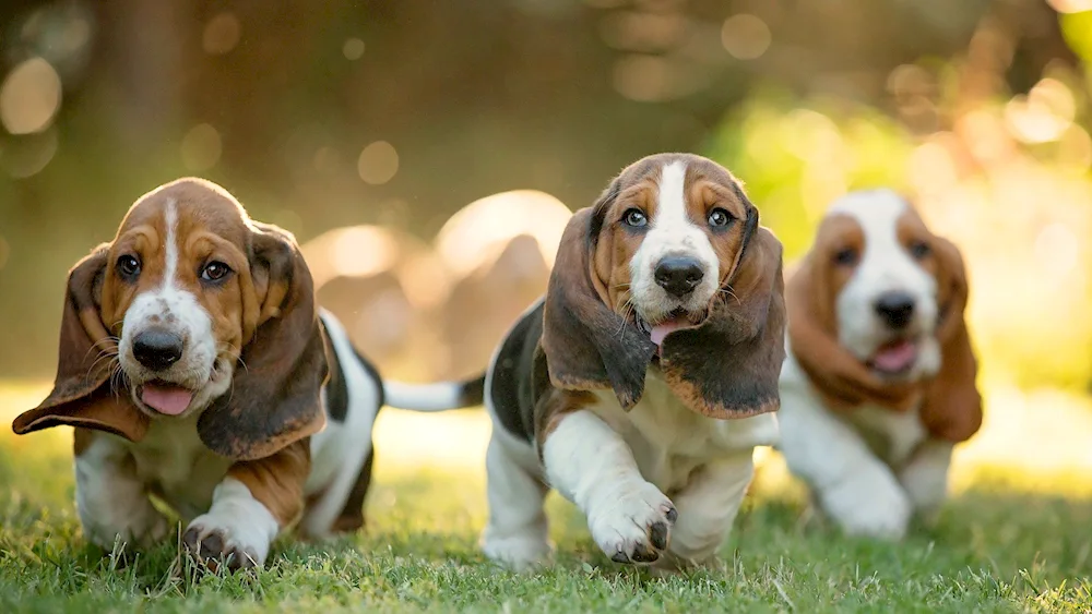 Basset hound