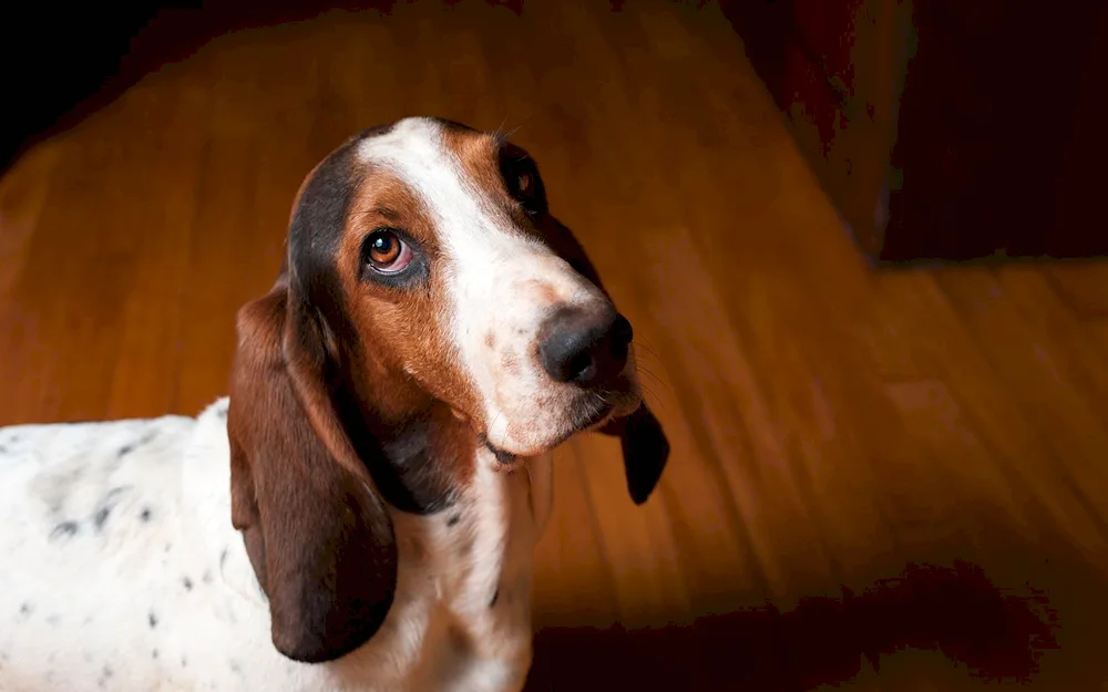 Basset hound