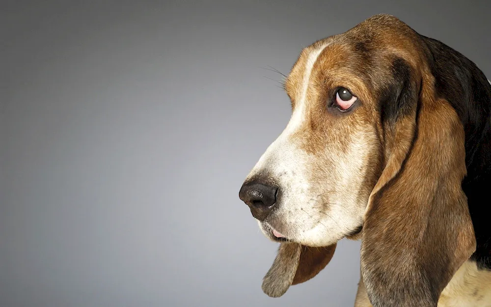 Basset hound