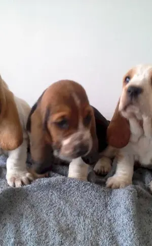 Basset hound puppy