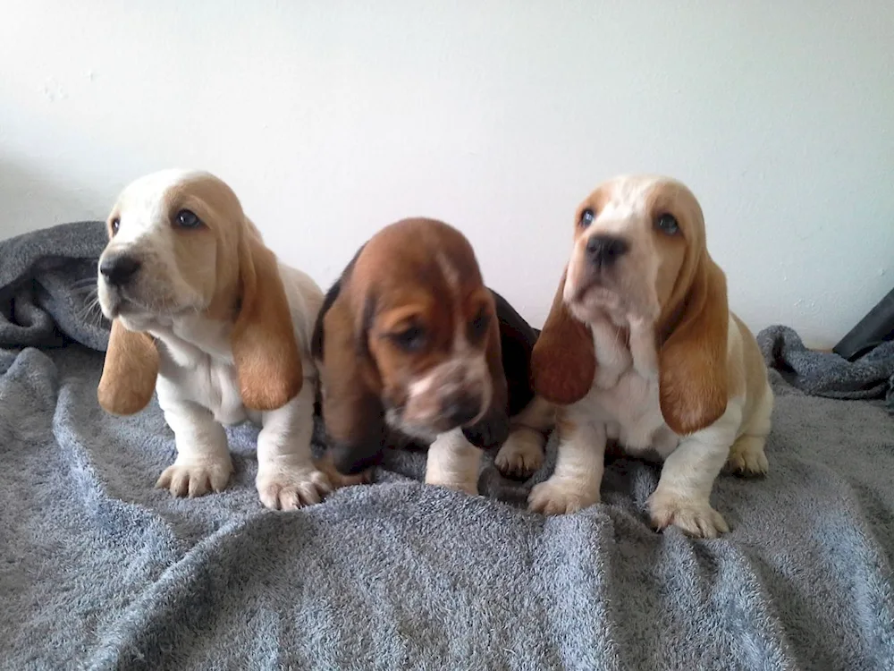 Basset hound puppy