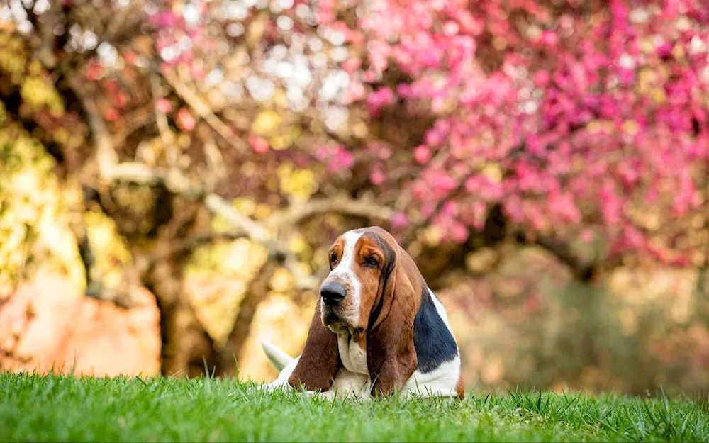 Basset