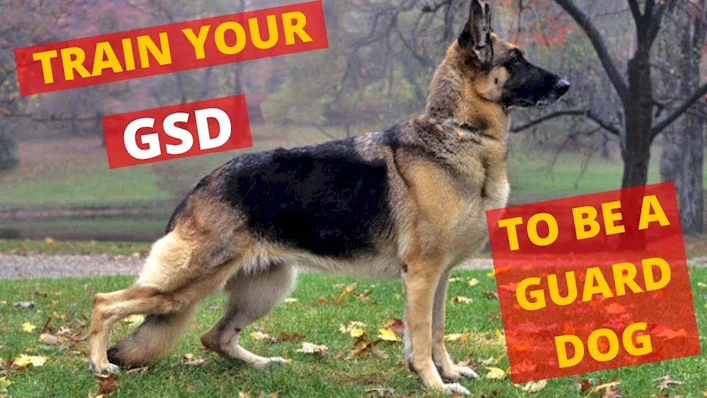 Dog German Shepherd