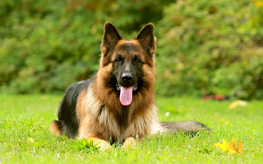 Bavarian Shepherd