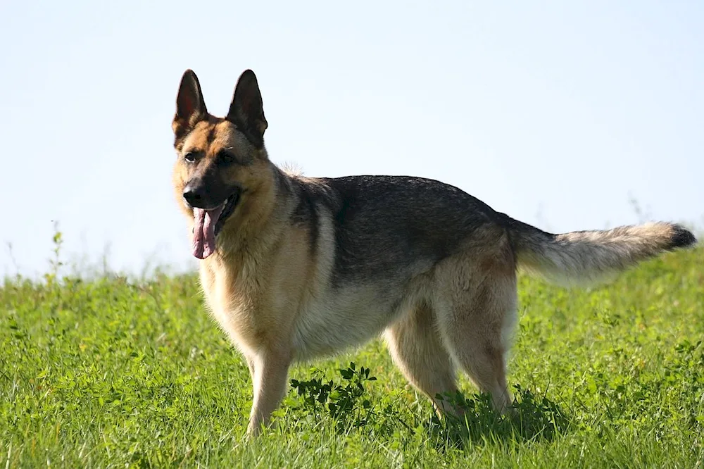 German Shepherd German Shepherd