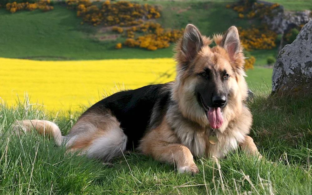 Zonar German Shepherd