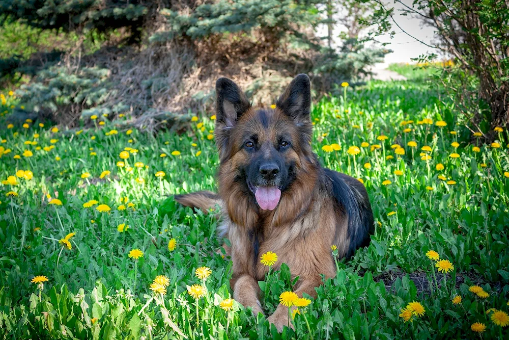 Bavarian Shepherd