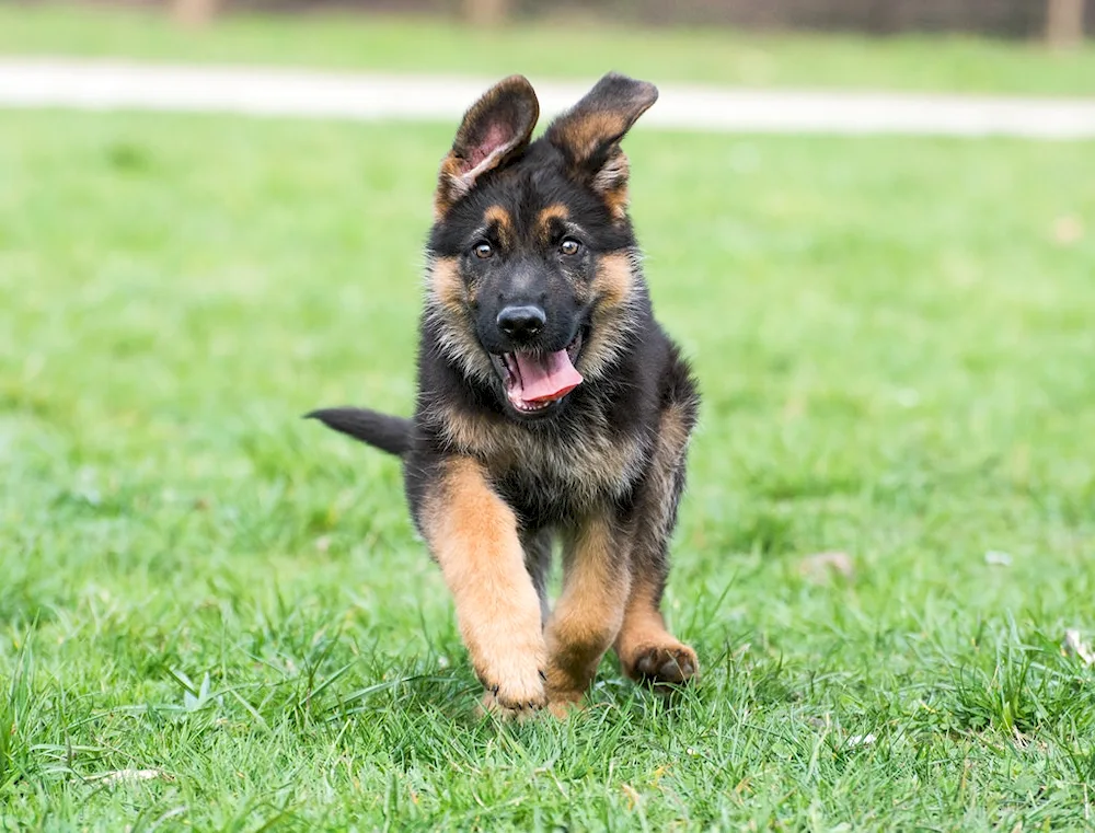 Bavarian Shepherd dog