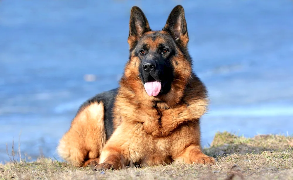 Dog German Shepherd