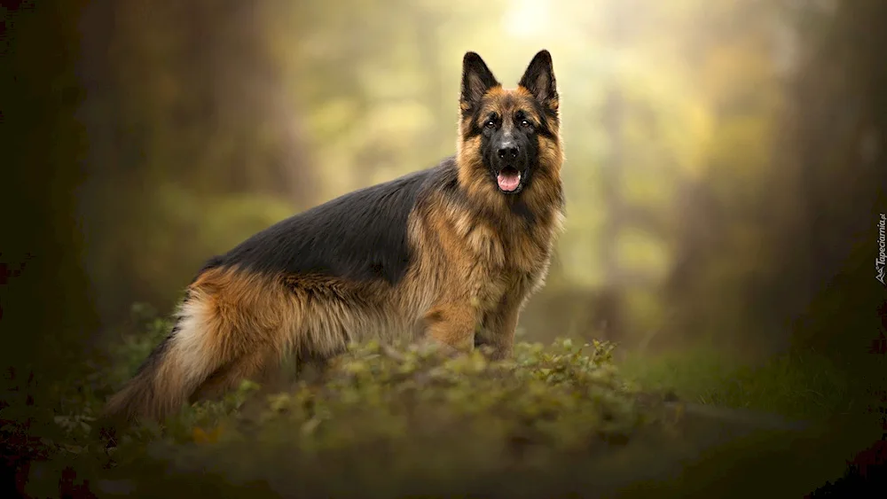 German Shepherd 4k