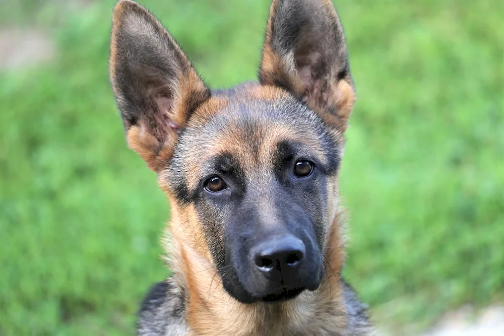 Bavarian Shepherd