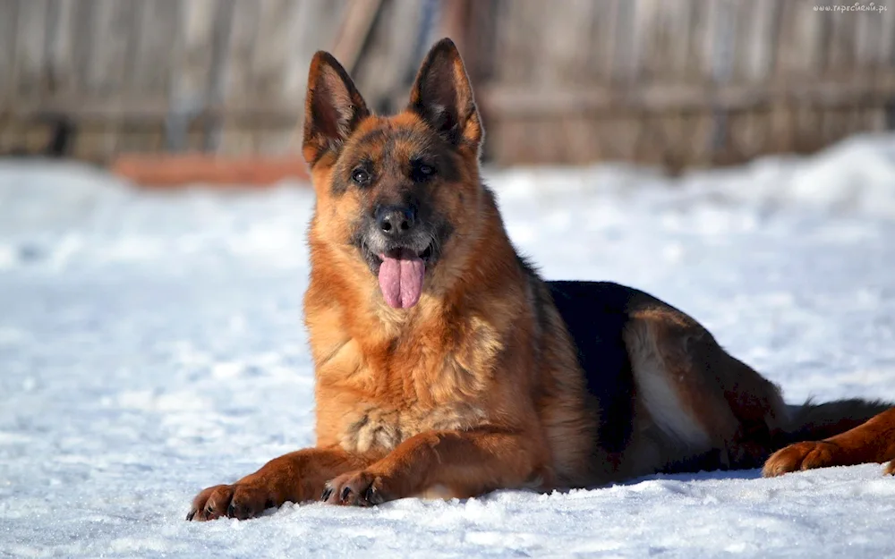 Bavarian Shepherd Shepherd