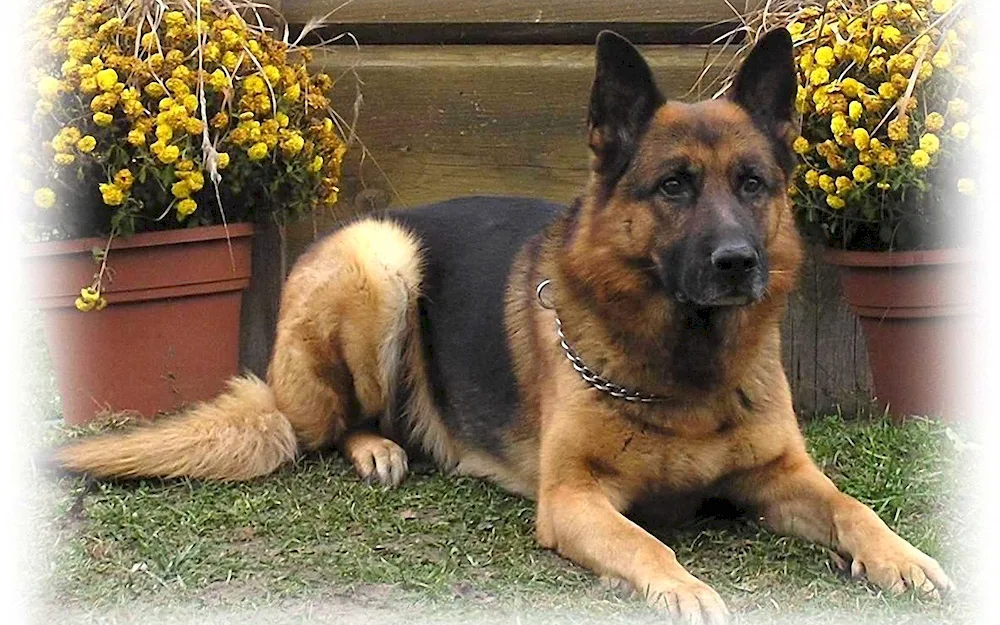 Bavarian Shepherd