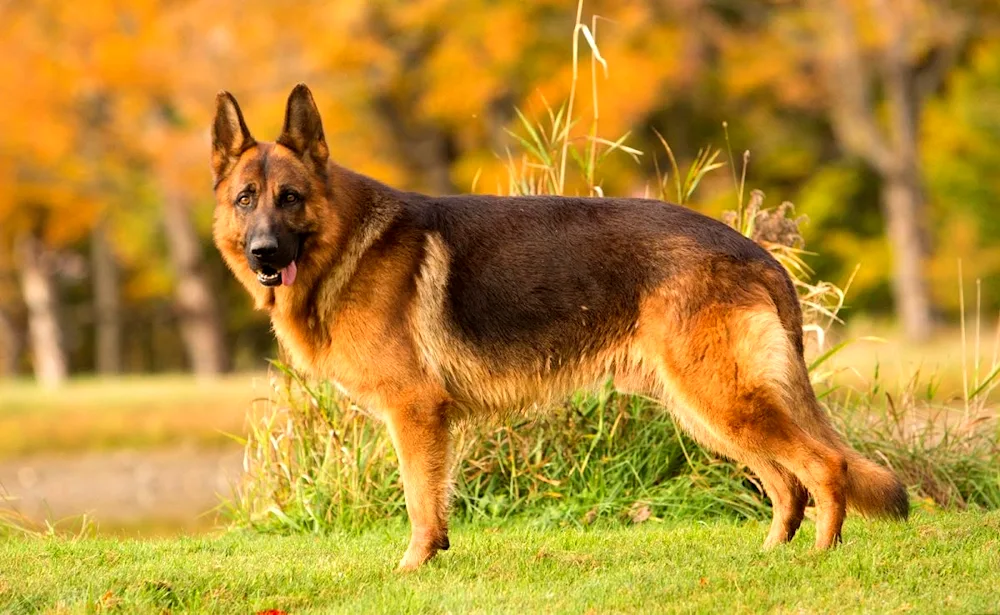 Daufmann's German Shepherd