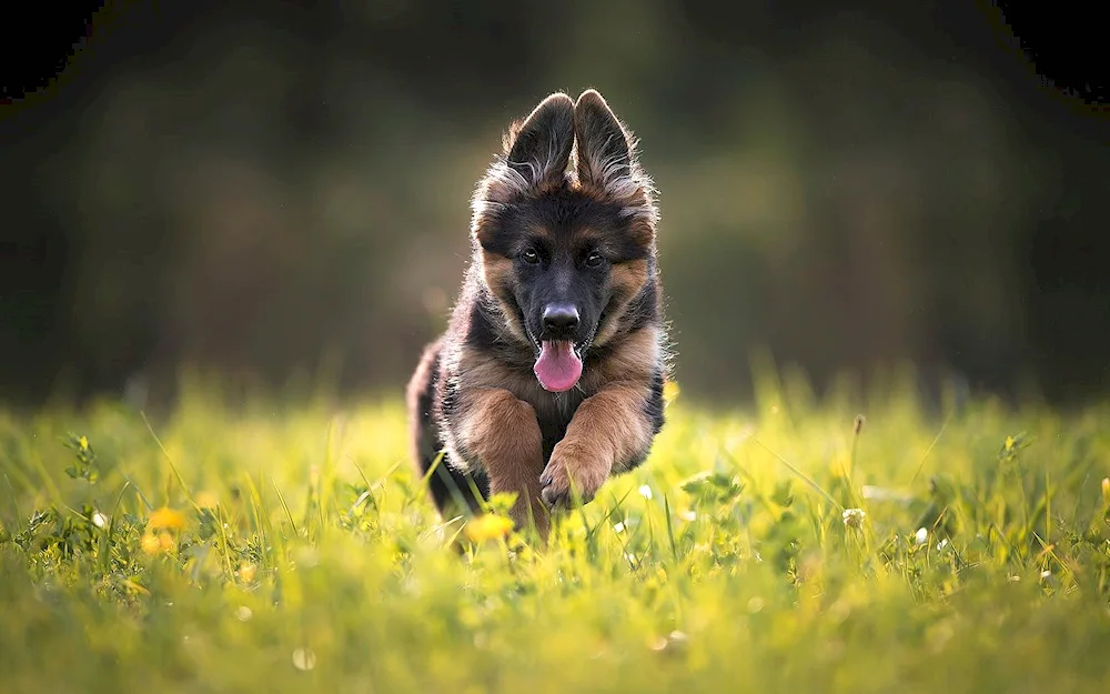 German Shepherd