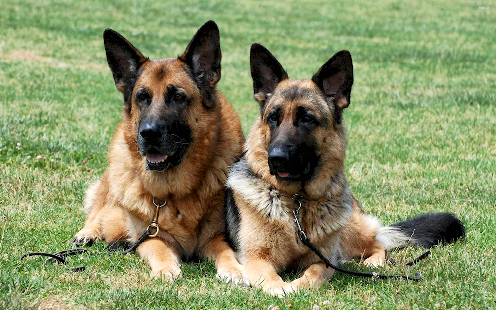 Dog German Shepherd