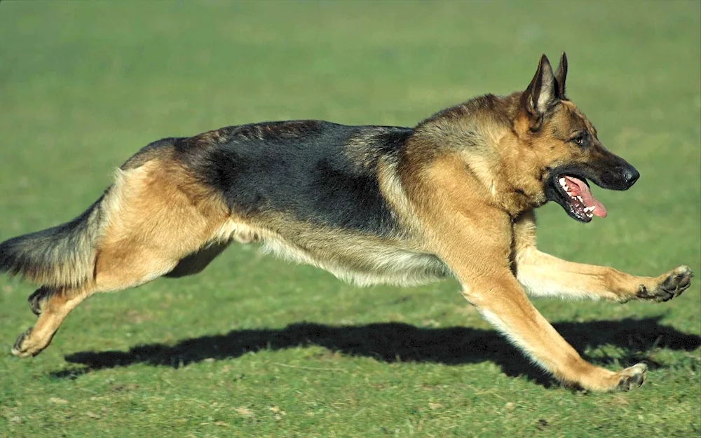 German Shepherd Quasimodo