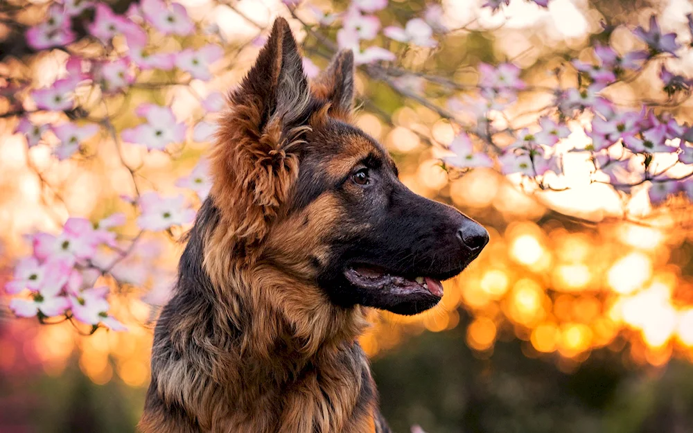 Bavarian Shepherd Shepherd