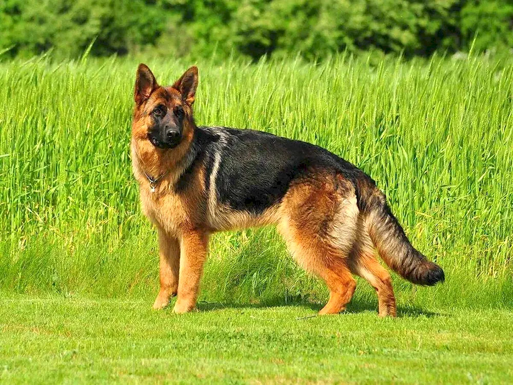 Eastern European sheepdog black