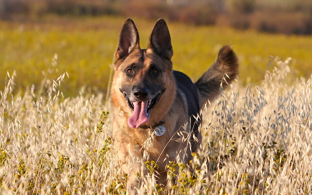 Bavarian Shepherd