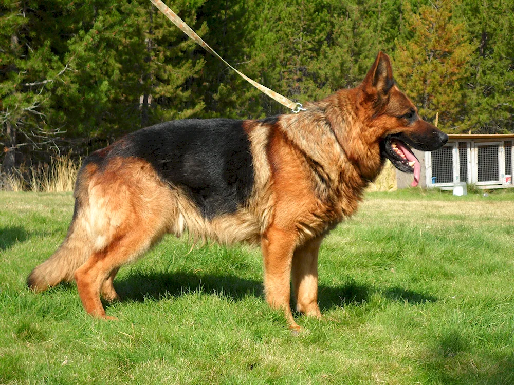 Bavarian Shepherd